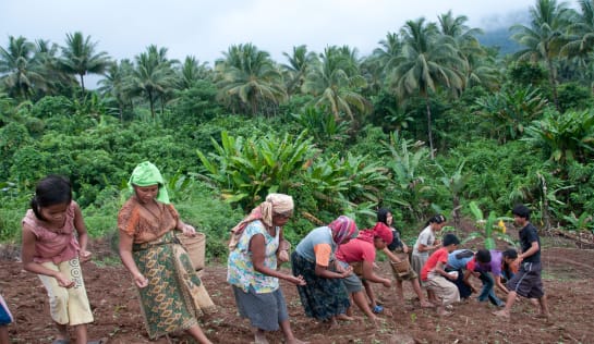 Mehrere Frauen stehen in einer Reihe nebeneinander und pflanzen Reis auf einem braunen Feld. Im Hintergrund wachsen Palmen und Büsche