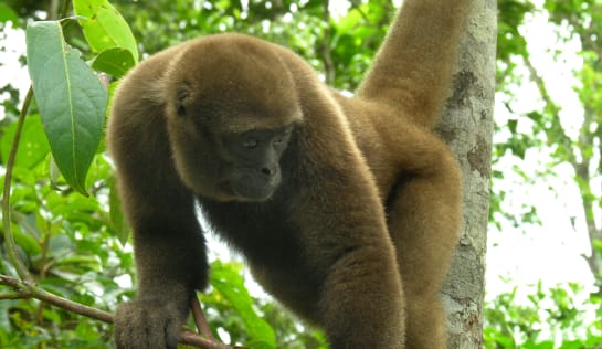 Ein brauner, wolliger Affe steht auf einem Ast und schaut schräg nach unten