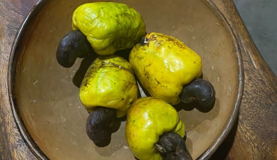 Die Cashew-Kerne liegen in der schwarzen Nusshülle Gelbe birnenförmige Früchte mit dunkler gekrümmter Nuss auf deinem Teller