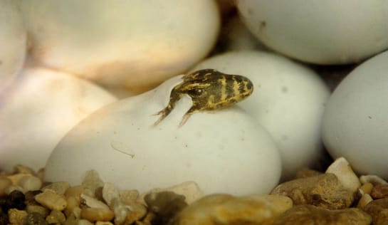 Nach neun Monaten schlüpft das erste Junge aus dem Ei.... Komodowaran schlüpft aus dem Ei