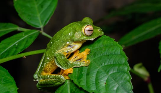 Grüner Frosch sitzt auf grünem Blatt, seine Füße sind gelb mit deutlich erkennbaren Häuten zwischen den Zehen