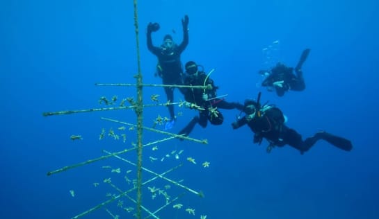 Taucher hängen die Korallen-Bruchstücke an ein Gerüst Vier Taucher nähern sich einem Gerüst, an dem Korallen-Fragmente befestigt sind. Die Kontrolle findet in tiefblauem Meer statt