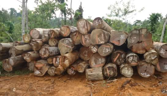 Auch wenn die Bäume „nur“ gefällt werden, wird CO2 freigesetzt. Besonders viel, wenn es sich um Torfboden handelt Aufeinandergestapelte abgeholzte Baumstämme auf einer Lichtung im Regenwald
