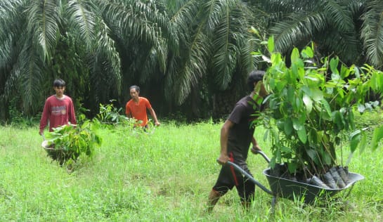 Setzlinge werden zum Auspflanzungsort gebracht. In Sabah auf Borneo wachsen neue Bäume auf einer alten Palmölplantage