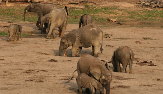 Waldelefanten auf einer Lichtung graben nach mineralhaltigen Böden