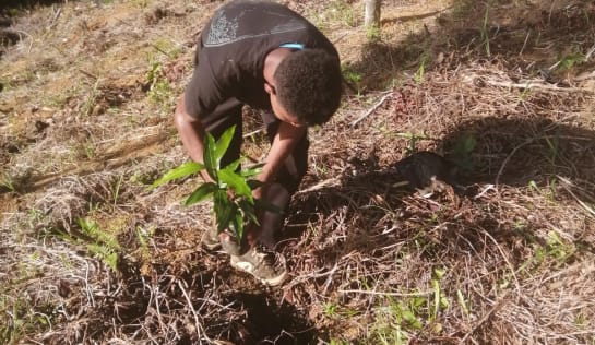 im frisch gedüngten Boden gut anwachsen können Carlos Henrique, Praktikant, setzt Bäumchen in vorbereitetes Loch