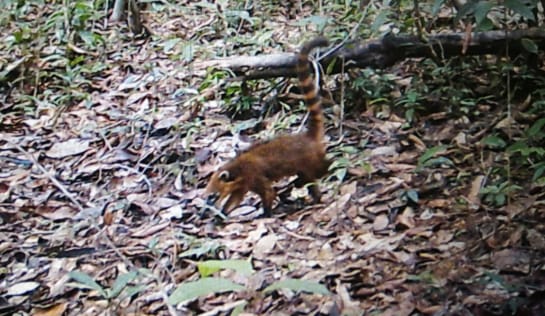 ... und dem Nasenbären ist es wohl auch egal, dass die Baumkamera klickt Nasenbär in Kamerafalle