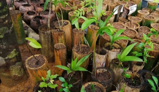 Besonders empflindliche Setzlinge wachsen im Gewächshaus heran, junge Bäume im Bambustopf