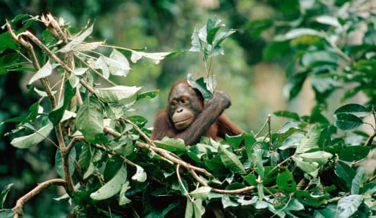 Orang-Utan in einem Nest auf frischem Zweigen und Blättern. 