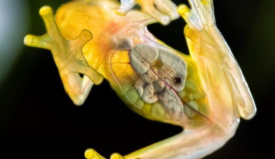 Ansicht eines gelben Glasfrosches von unten. Man sieht deutlich die Organe sowie die Eier, die wie Maiskörner aussehen