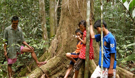 3 Kinder und ein Mann stehen vor dem Stamm eines Urwaldriesen