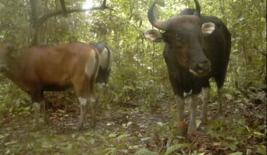 Banteng-Wildrinder in der Kamerafalle. Die Tiere sind vom Aussterben bedroht
