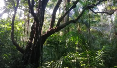 Ein Stück dieses Regenwaldes wurde mit euren Spenden gekauft! Ein großer Urwaldbaum steht im Vordergrund des Dschungels