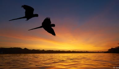 amazonas_sonnenuntergang Umrisse zweier Papageien, die über den durch den Sonnenuntergang gefärbten Amazonas fliegen.
