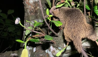 Der Borstenbaumstachler mag vor allem frisches Blattwerk Rücken-Seiten-Ansicht eines braunen Nagetieres, das auf einem Ast sitzt, von Blättern umgeben