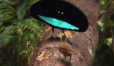 Paradiesvogel -balz-Copyright_ Cornell university Ein männlicher Paradiesvogel sitzt auf einem Ast und hat sich aufgeplustert, um Weibchen zu beeindrucken.