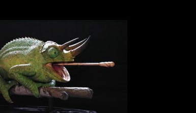 Ein Dreihorn-Chamäleon während des Zungenschusses