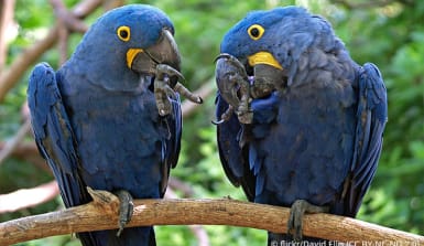 An der eigenen Hand knabbernde Hyazinth-Aras An der eigenen Hand knabbernde Hyazinth-Aras