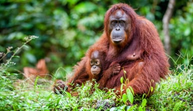 Orang-Utan Orang-Utan Weibchen mit Baby sitzt im grünen Regenwald