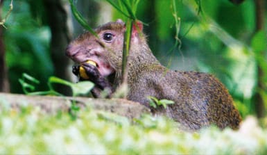 Das Aguti ist Teil einer fein gesponnenen Lebensgemeinschaft – stirbt es aus, ist auch der Paranuss-Baum gefährdet. Foto: Rhett Butler Aguti beim Fressen im Regenwald