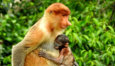 Nasenaffen leben hoch in den Bäumen und ernähren sich von den Früchten und Blättern. Foto: marklouisbenedict.com Nasenaffe mit Baby im Regenwald von Borneo