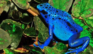 Blauer Baumsteigerfrosch/Pfeilgiftfrosch Knallblauer Frosch mit schwarzen Punkte zwischen grünen Blättern