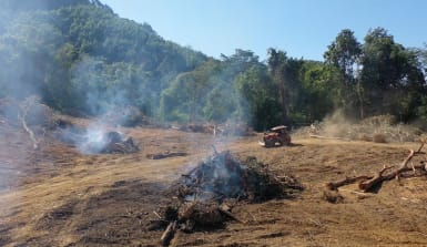 Alles, was du über die Abholzung des Regenwaldes wissen musst Qualmende Regenwald-Bäume auf abgeholztem Boden vorintaktem Regenwald. Davor fährt ein Radlader. Jeden Tag werden große Flächen Regenwald zerstört.