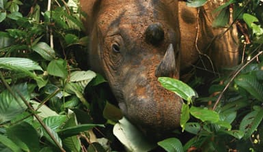Das Sumatra-Nashorn streift auf Nahrungssuche durchs dichte Dschungel-Unterholz. Ein Sumatra-Nashorn auf Borneo