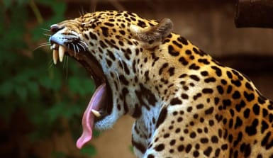 Ein gähnender Jaguar