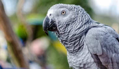 Nahaufnahme eines Graupapageis Nahaufnahme eines Graupapageis