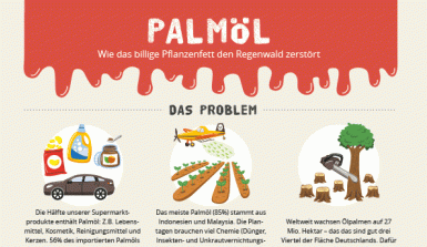 Downloads Rund Um Den Regenwald Und Fur Dein Regenwald Referat