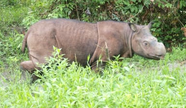 Sumatra Nashörner sind vom Aussterben bedroht, 