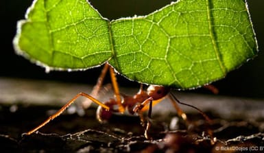regenwald-blattschneiderameise-flickr-20ojos