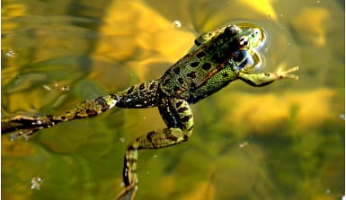 Grüner Frosch mit schwarzen Punkten. Er schwimmt mit ausgestreckten Beinen im Wasser. Die Hinterbeine sind wesentlich länger als die Vorderbeine