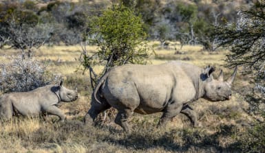 Spitzmaulnashorn mit Kind in Südafrika. Eine Spitzmaulnashornmutter läuft gefolgt von seinem Kind durch die Savanna in Südafrika