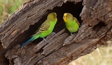 Wilde Wellensittiche in einem Baum Wilde Wellensittiche in einem Baum