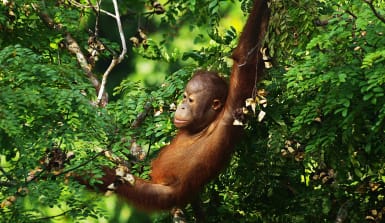 Orang-Utan PB122207 Junger Orang-Utan