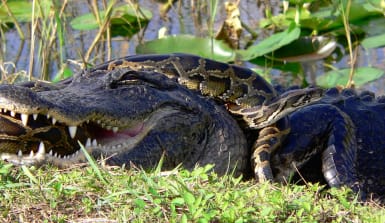 Tigerpython im Kampf mit einem Alligator 