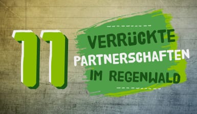 regenwald-symbiosen-partnerschaften