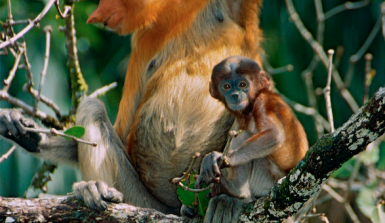 Nasenaffen-Mutter mit Jungem. Nasenaffen gibt es nur auf Borneo