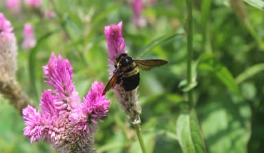 eine schwarzgelbe Biene sitzt auf einer pinkfarbenen Blüte