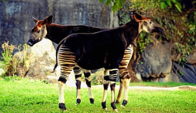 Zwei Okapis. zwei Okapis stehen zusammen