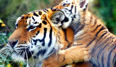 Ein Tigerjunges mit seiner Mutter Junger Tiger mit seiner Tiger-Mutter