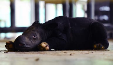 Ein fast schwarzes Nashornjunges liegt auf dem Boden eines Gebäudes im Pflegegehege