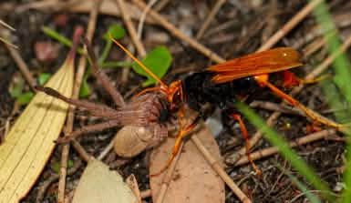 Eine große Tarantulawespe kämpft mit einer Spinne