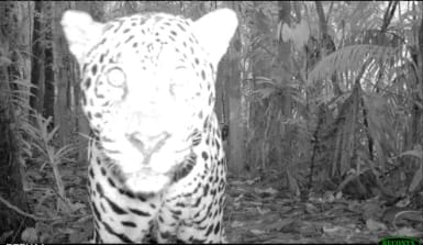 Ein Jaguar in der Fotofalle in peru