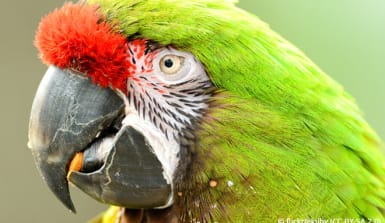 Nahaufnahme eines Kopfes eines Aras Nahaufnahme eines Kopfes eines Aras