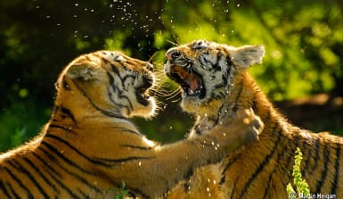 Zwei spielende Tiger