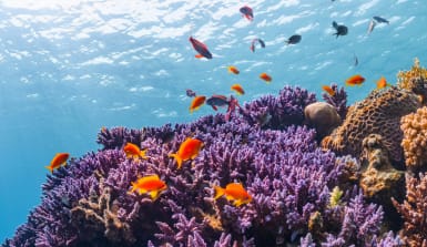 Korallenriff fische Korallenriffe sind auch Kinderstube vieler Fischarten