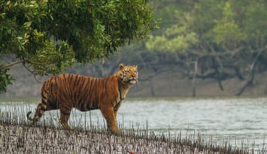 Königstiger in den Sundarbans, Indien
